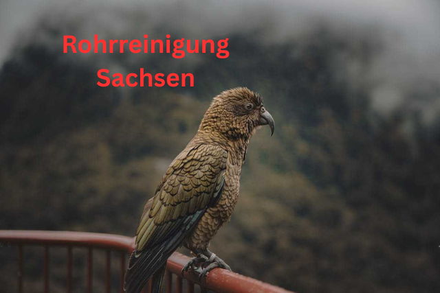 Hancock Bird – Ein außergewöhnlicher Vogel mit besonderen Eigenschaften